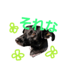 three black dogs（個別スタンプ：21）