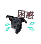 three black dogs（個別スタンプ：24）