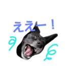 three black dogs（個別スタンプ：25）
