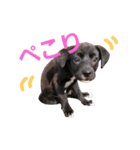 three black dogs（個別スタンプ：27）