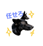 three black dogs（個別スタンプ：28）