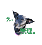 three black dogs（個別スタンプ：30）