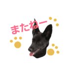 three black dogs（個別スタンプ：31）