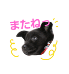 three black dogs（個別スタンプ：32）