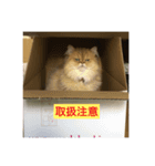 ペルシャ猫(チンチラゴールデン)（個別スタンプ：1）