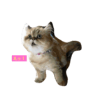 ペルシャ猫(チンチラゴールデン)（個別スタンプ：2）
