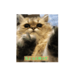 ペルシャ猫(チンチラゴールデン)（個別スタンプ：4）