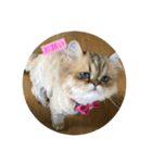 ペルシャ猫(チンチラゴールデン)（個別スタンプ：5）