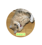 ペルシャ猫(チンチラゴールデン)（個別スタンプ：6）