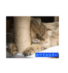 ペルシャ猫(チンチラゴールデン)（個別スタンプ：7）