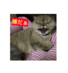 ペルシャ猫(チンチラゴールデン)（個別スタンプ：8）