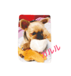 チーロール（個別スタンプ：1）