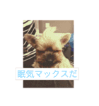 チーロール（個別スタンプ：8）