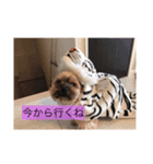 チーロール（個別スタンプ：11）