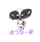 トライカラーのパピヨンくん（個別スタンプ：12）