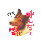 kinakon（個別スタンプ：14）