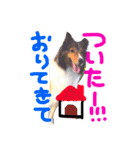 kinakon（個別スタンプ：16）