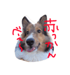 kinakon（個別スタンプ：22）