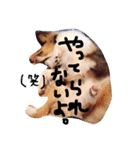 kinakon（個別スタンプ：24）