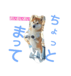 柴犬永姫咲永（個別スタンプ：10）