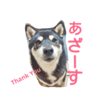 柴犬永姫咲永（個別スタンプ：12）