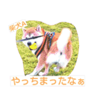 柴犬永姫咲永（個別スタンプ：13）