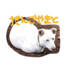 fumiiri（個別スタンプ：3）