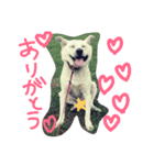 fumiiri（個別スタンプ：7）