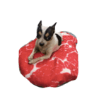 Jimmy is a dog（個別スタンプ：1）