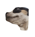 Jimmy is a dog（個別スタンプ：2）