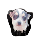 Jimmy is a dog（個別スタンプ：4）