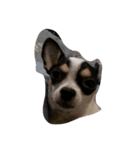 Jimmy is a dog（個別スタンプ：5）