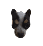 Jimmy is a dog（個別スタンプ：6）