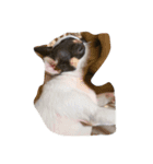 Jimmy is a dog（個別スタンプ：7）