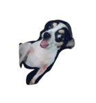 Jimmy is a dog（個別スタンプ：8）