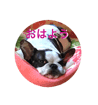 伸くんと繭ちゃん2（個別スタンプ：1）