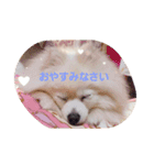 ぽめぽめふらん（個別スタンプ：6）