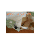 every every（個別スタンプ：13）