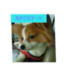 every every（個別スタンプ：15）