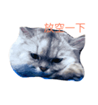 my cat is so cute and beautiful（個別スタンプ：1）