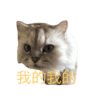 my cat is so cute and beautiful（個別スタンプ：2）