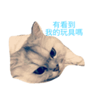 my cat is so cute and beautiful（個別スタンプ：3）