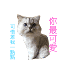 my cat is so cute and beautiful（個別スタンプ：4）