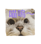 my cat is so cute and beautiful（個別スタンプ：5）