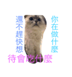 my cat is so cute and beautiful（個別スタンプ：7）