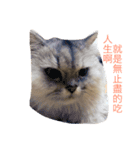 my cat is so cute and beautiful（個別スタンプ：8）