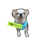 戌年！（個別スタンプ：3）
