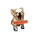 戌年！（個別スタンプ：4）