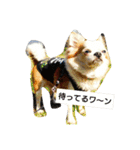 戌年！（個別スタンプ：6）