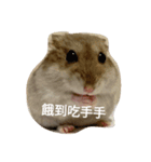 super super cute hamster（個別スタンプ：1）
